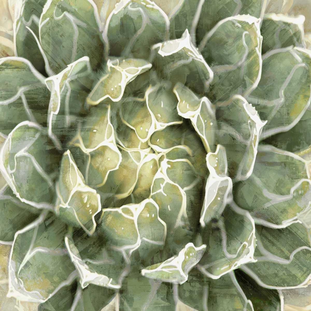 Succulent Verde III