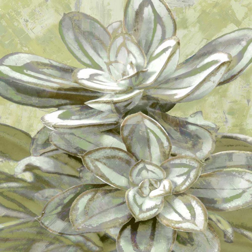 Succulent Verde IV