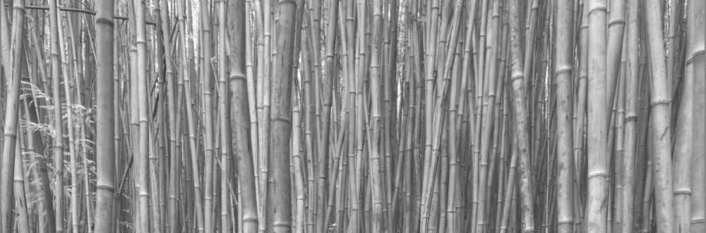 Bamboo Forest