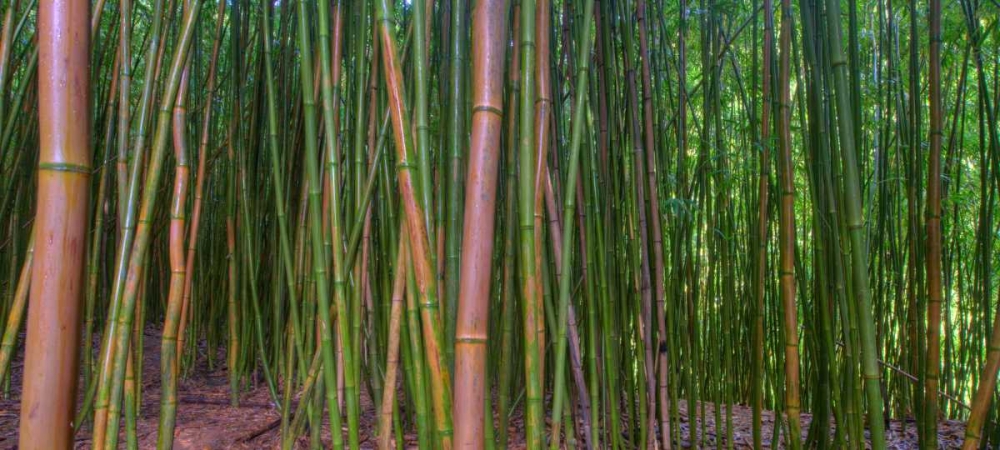 Bamboo
