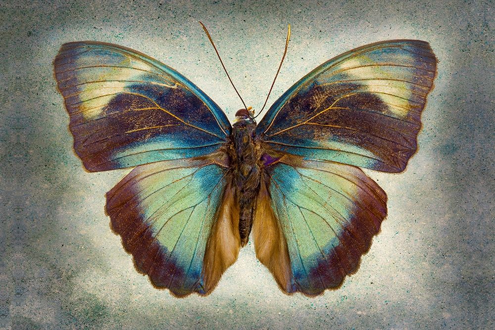 Brown Patch Ceres Forester