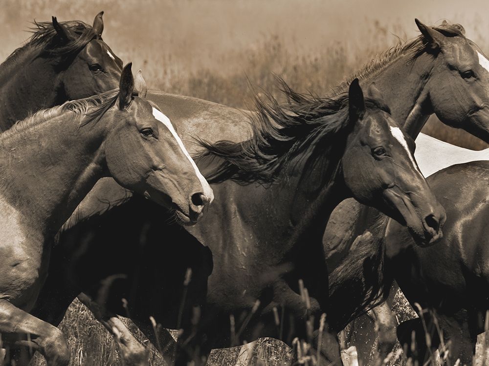 Middle of the Pack