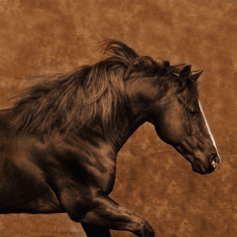 Eastward Gallop
