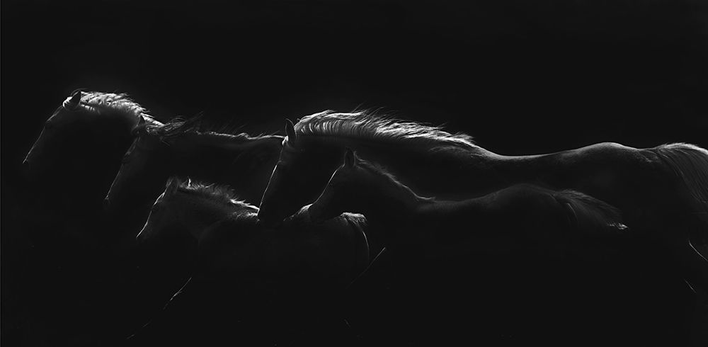 Moonlight Runners