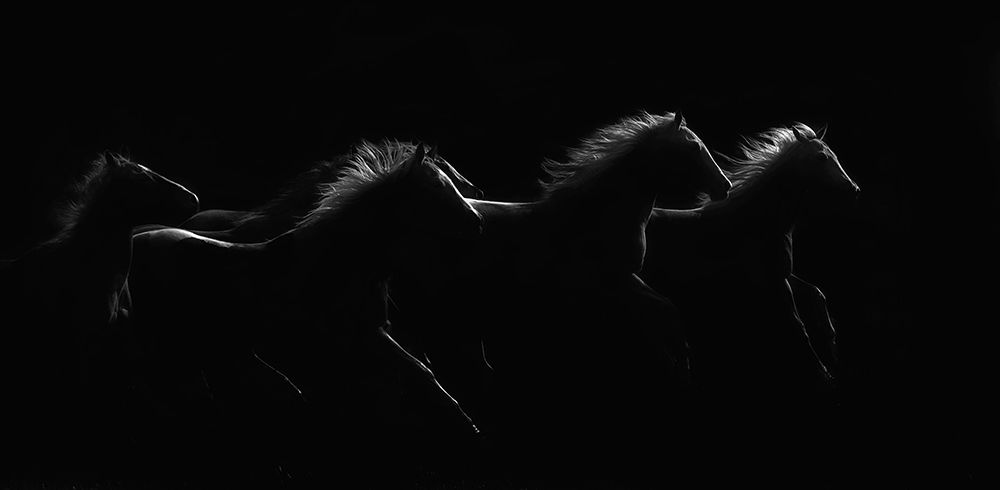 Moonlight Dancers