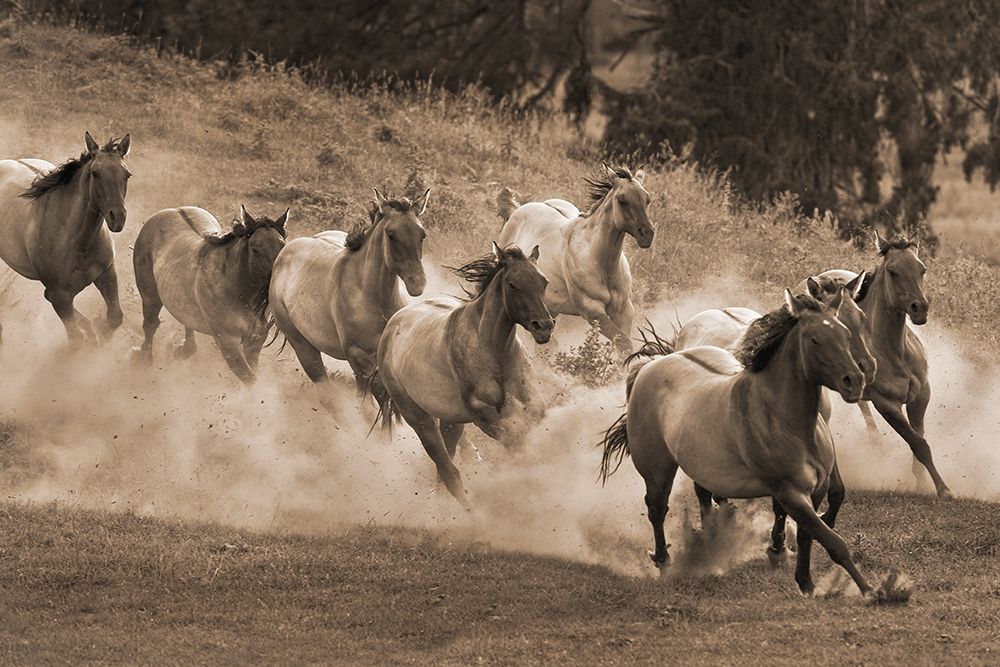 Leader of the Pack