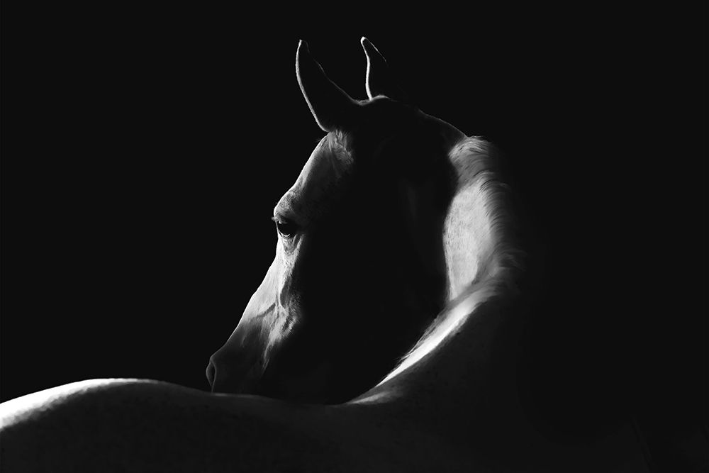 Moonlight Dreamer