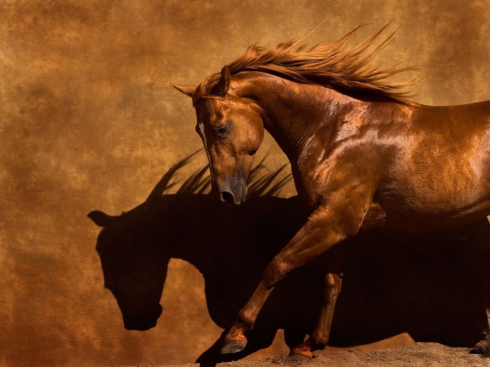 Adobe Dancer