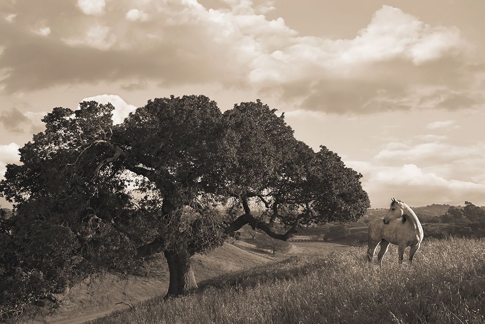 California Evening