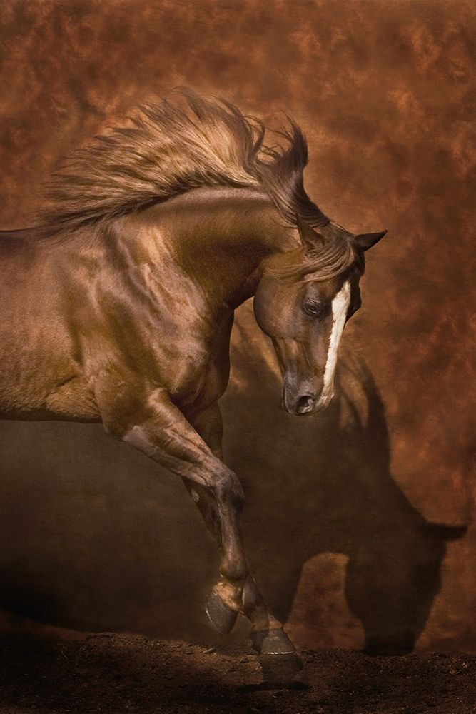Horse Dancer