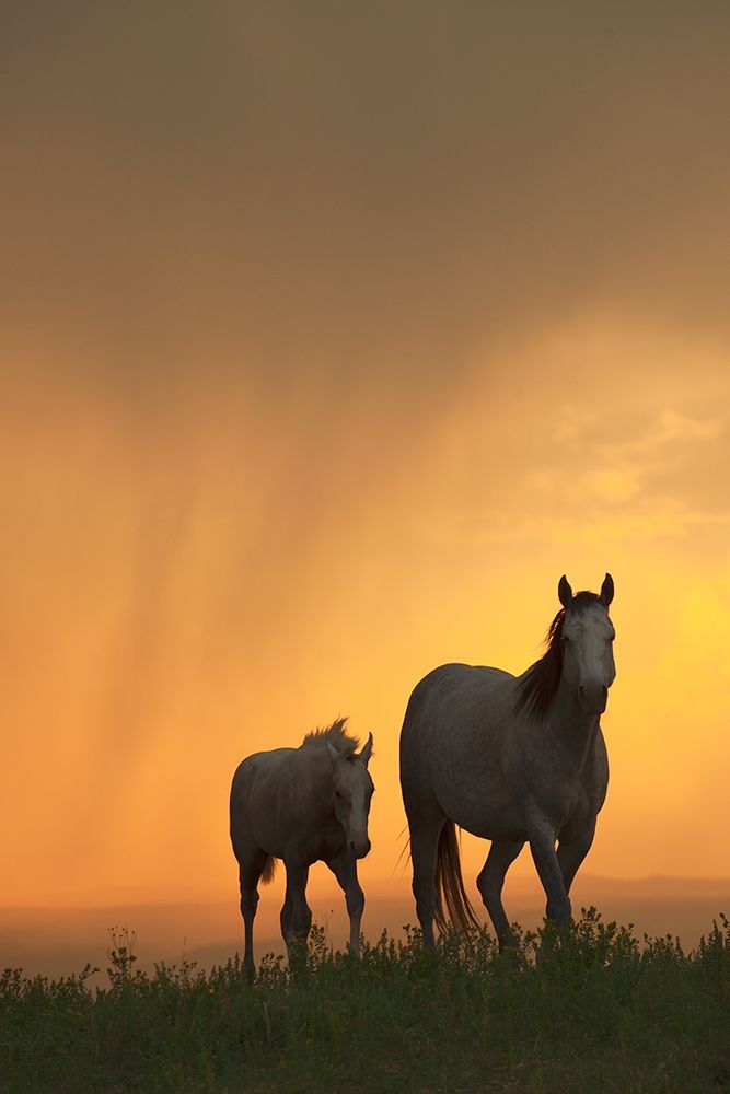 Evening Walk