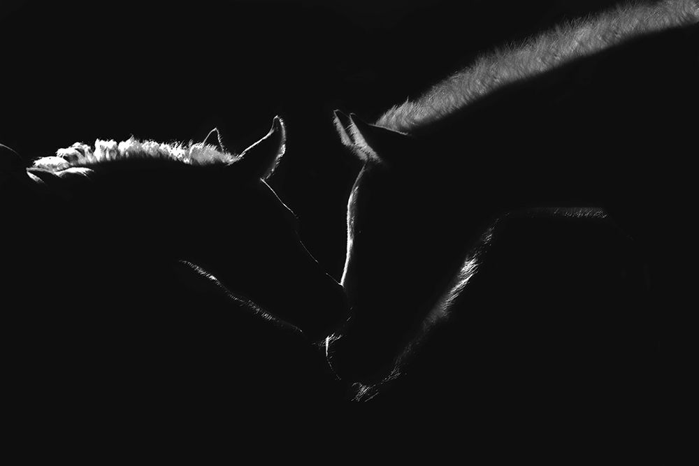 Moonlight Kiss