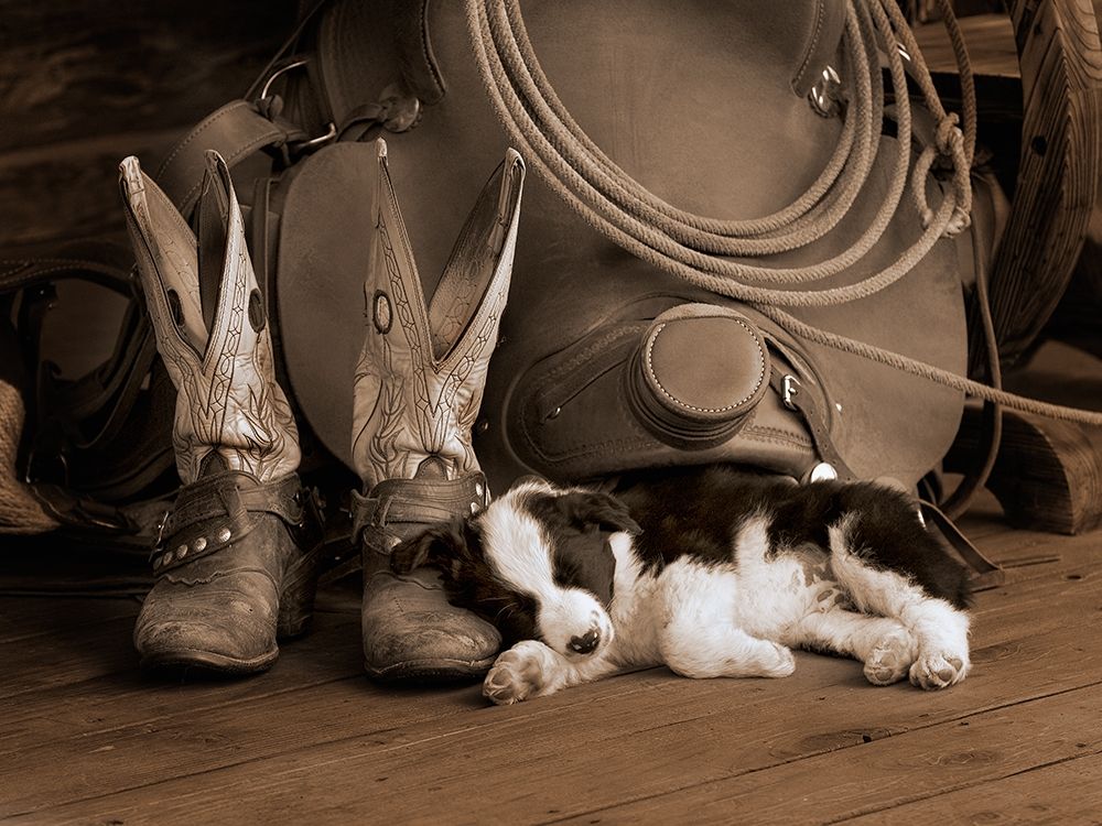 Cowboy Puppy