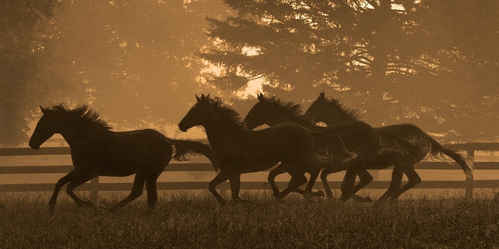Running For Home II