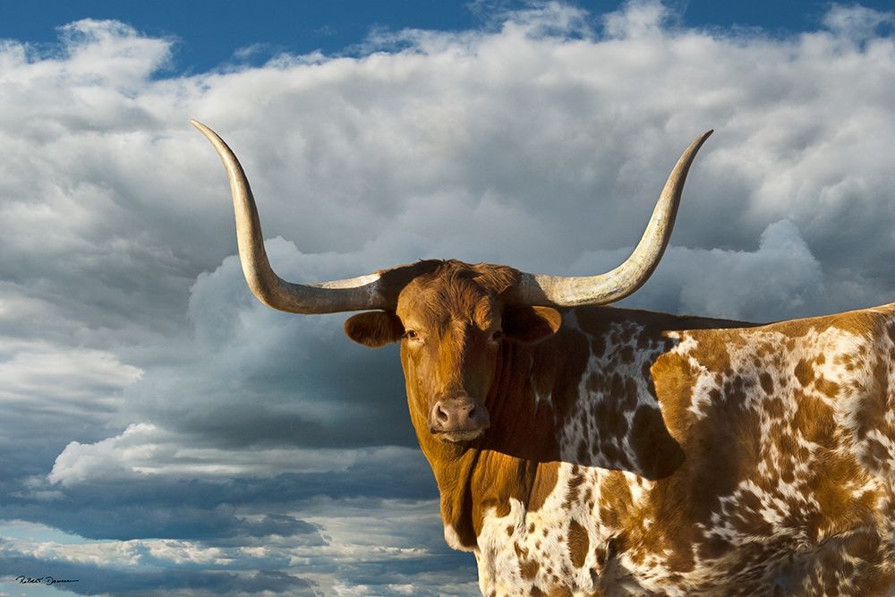Texas Longhorn ~ Color