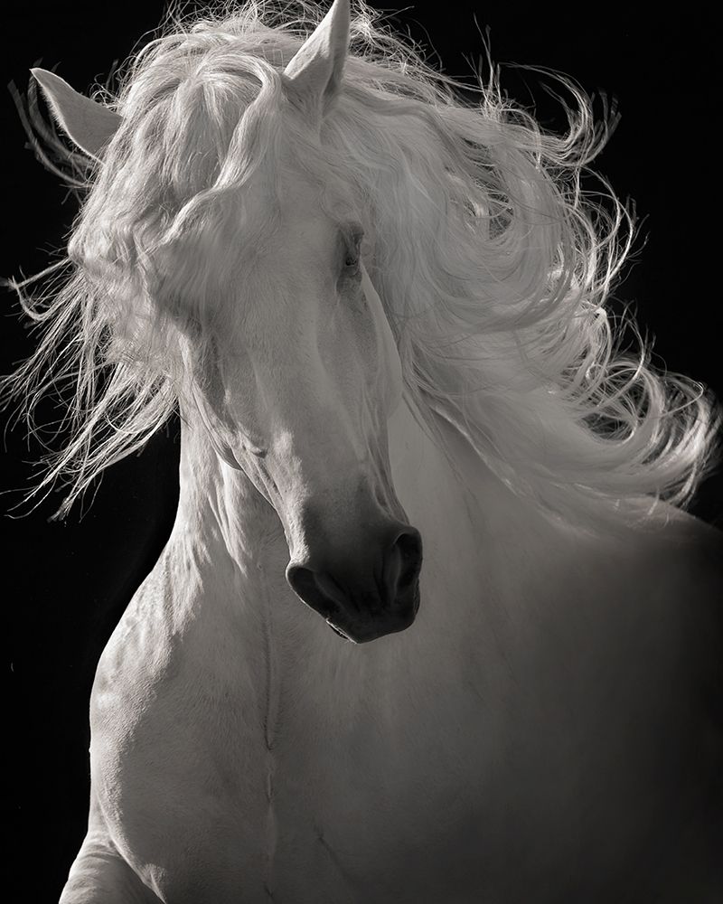 The Lusitano Dancer