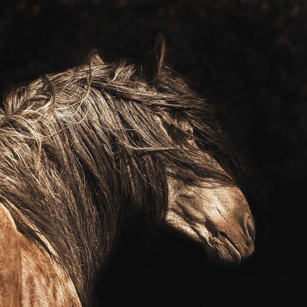 The Dreamer