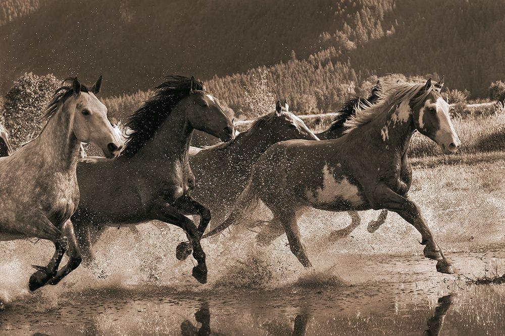 The Big Race