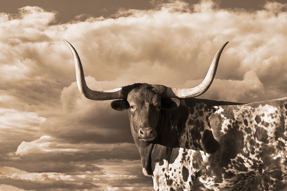 Texas Longhorn ~ Sepia