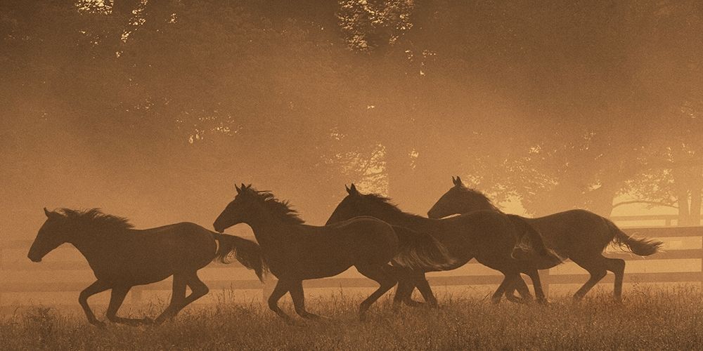 The Sprint for Home