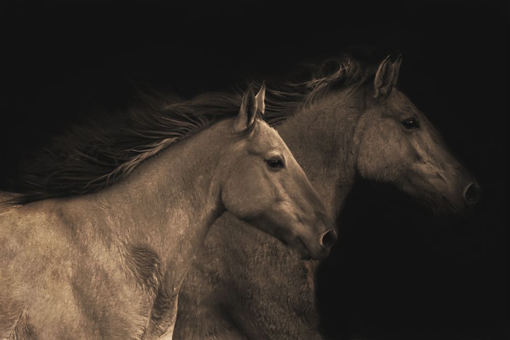 Young Mustangs