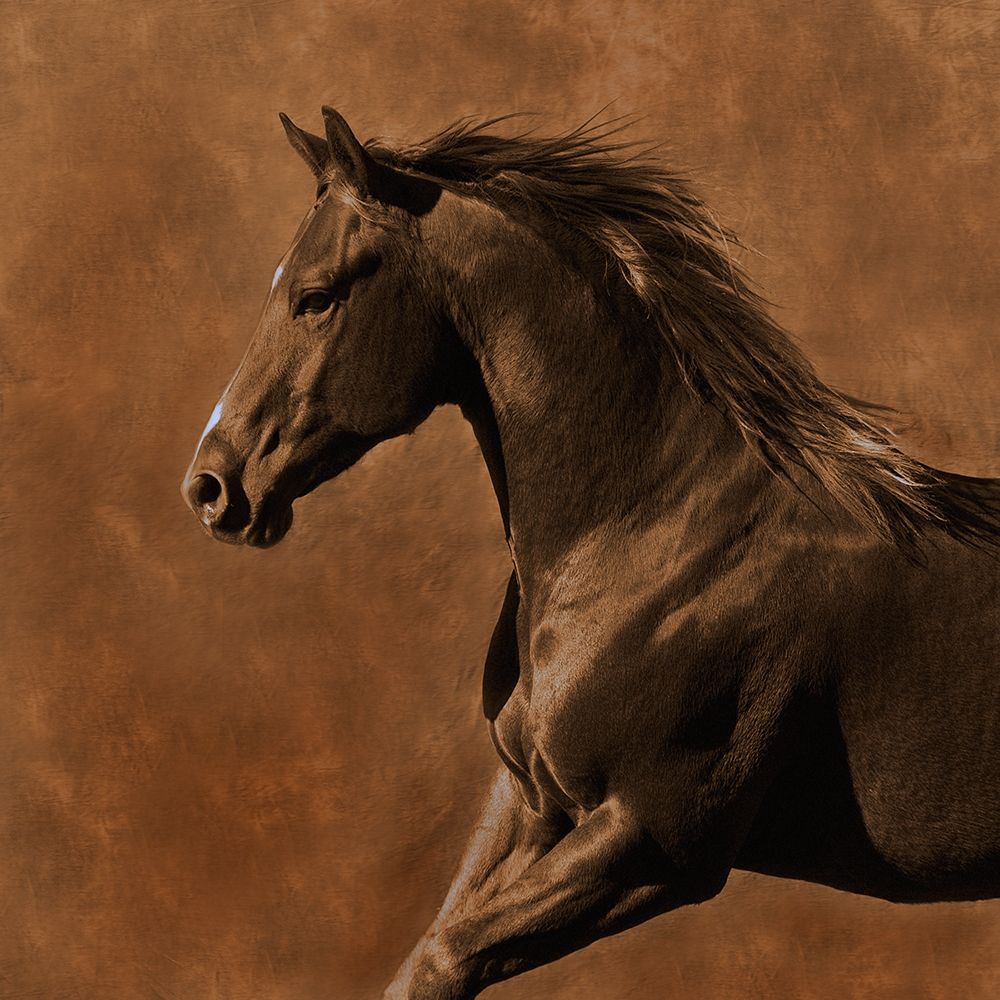 Westward Gallop