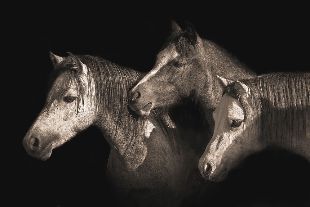 Three Ponies