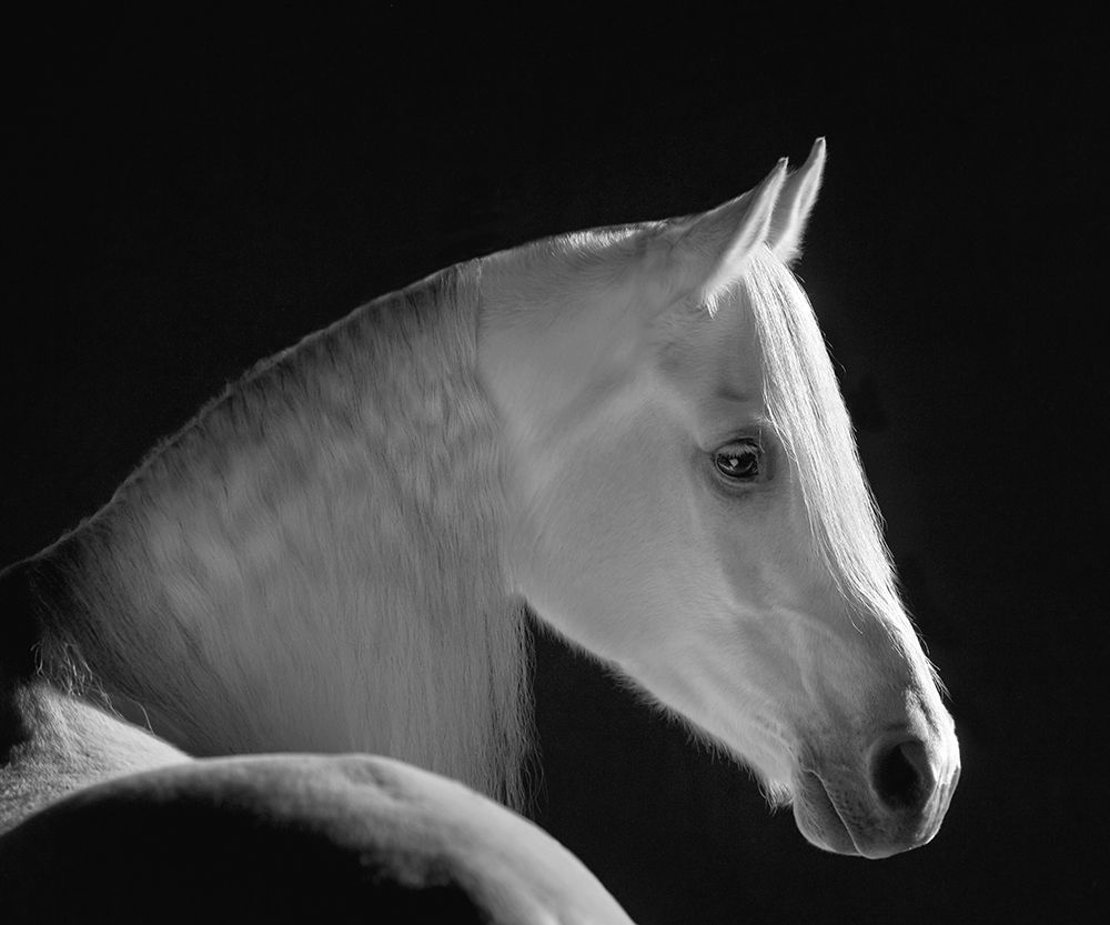 White Shadow