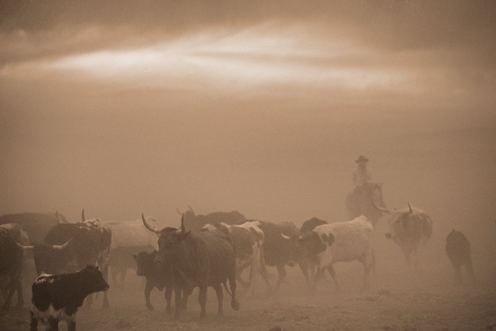 Caught In A Dust Storm