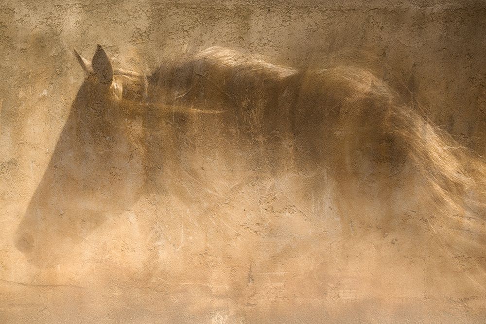 The Quarter Horse