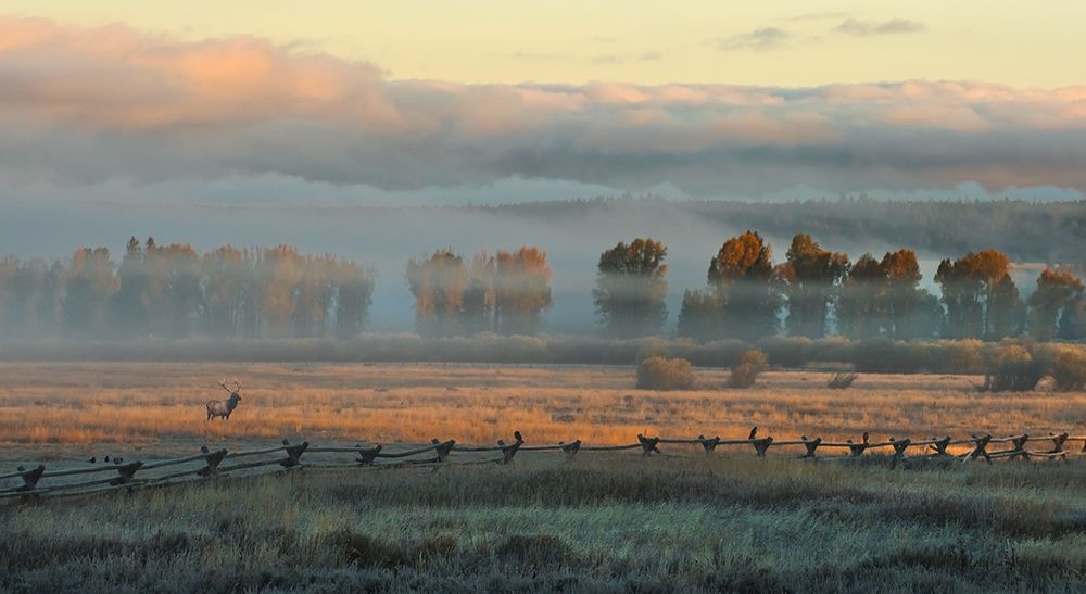 In the Morning Mist