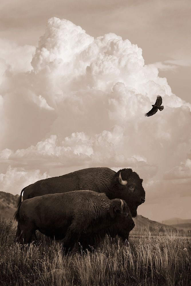 The American Buffalo