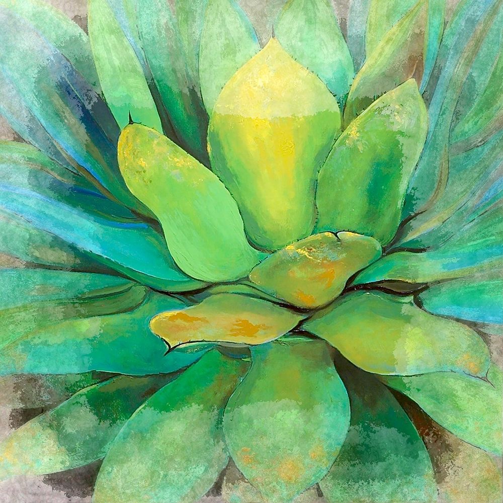Green Echeveria