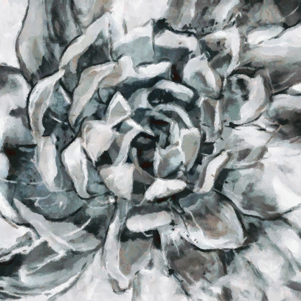 Cereus Aeonium