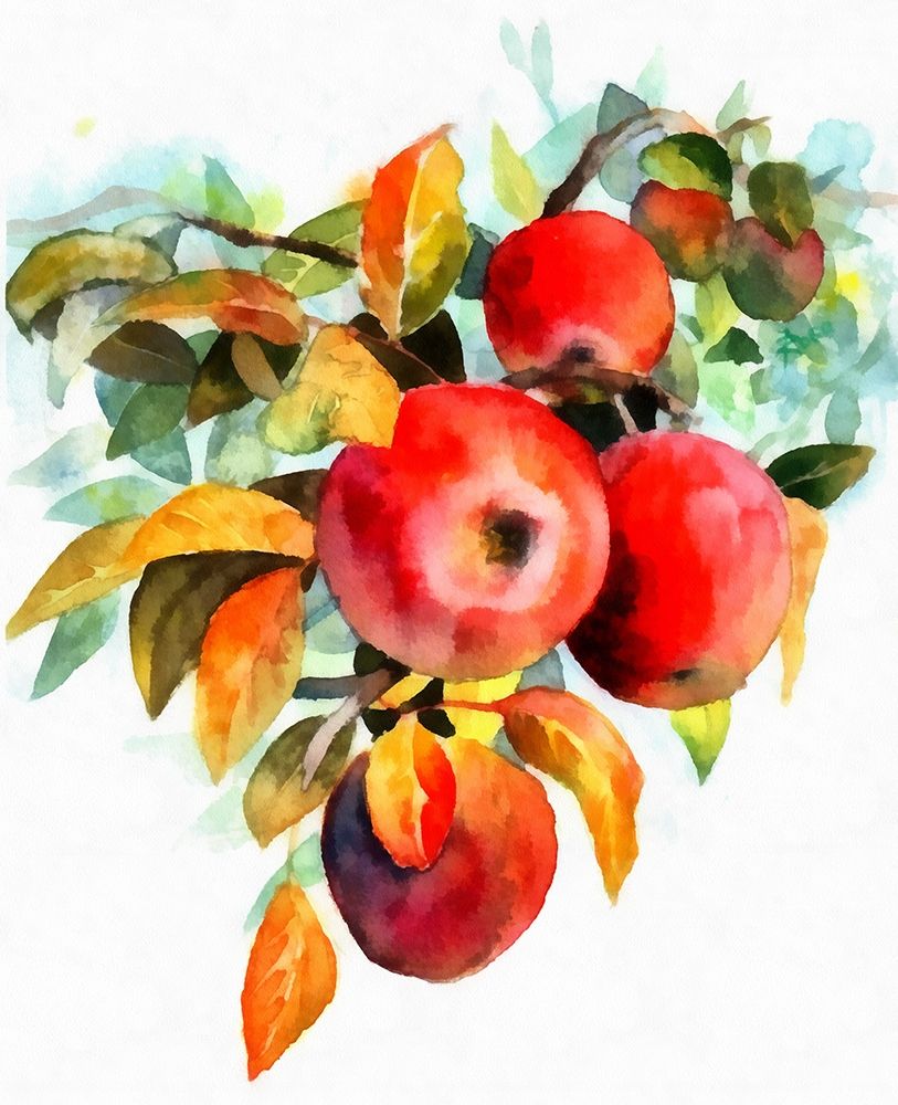 Apples