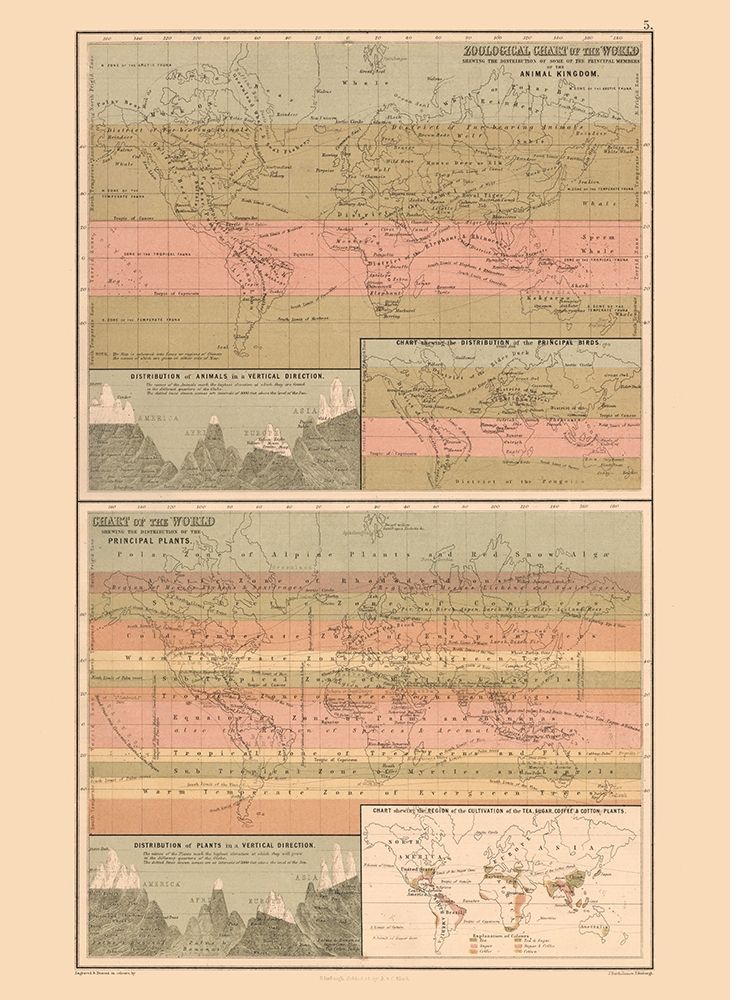 Zoological Chart World - Black 1867