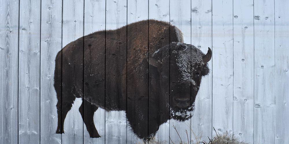 Lone Bison