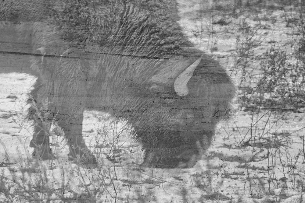 American Buffalo