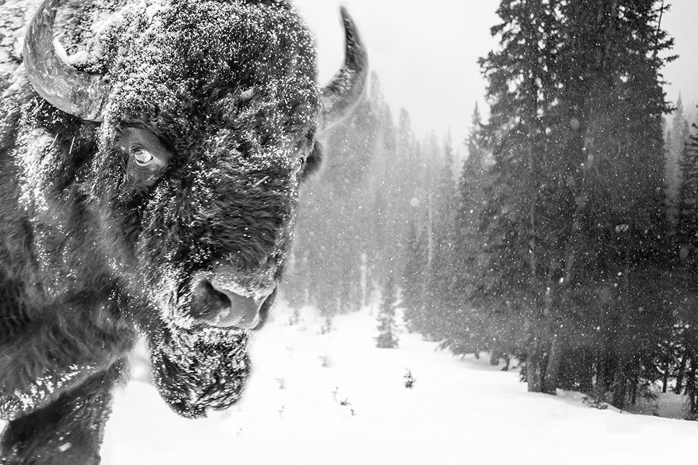 Buffalo In The Snow
