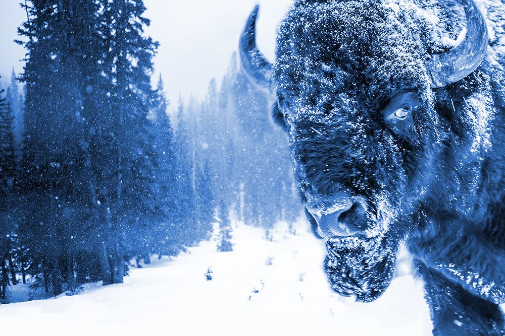 Buffalo In The Snow 2
