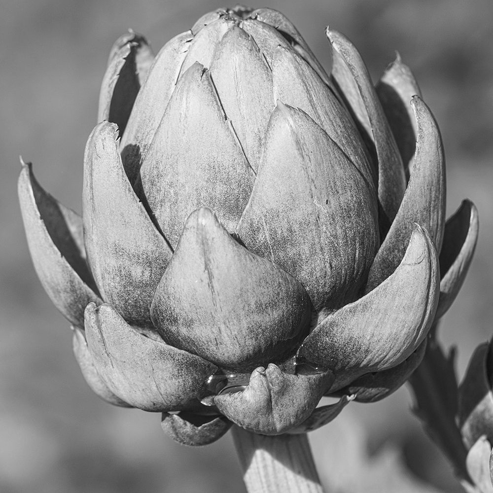 Artichoke