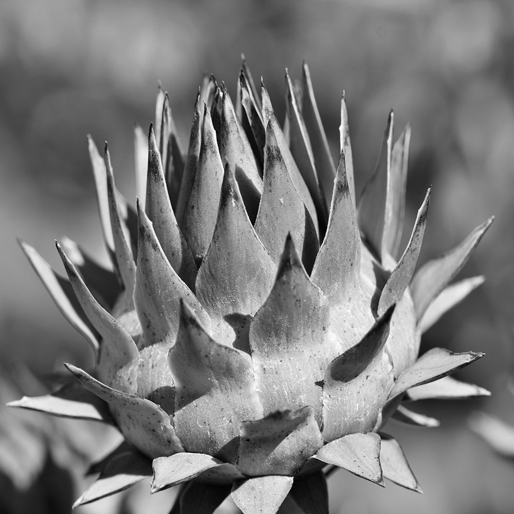 Artichoke 2