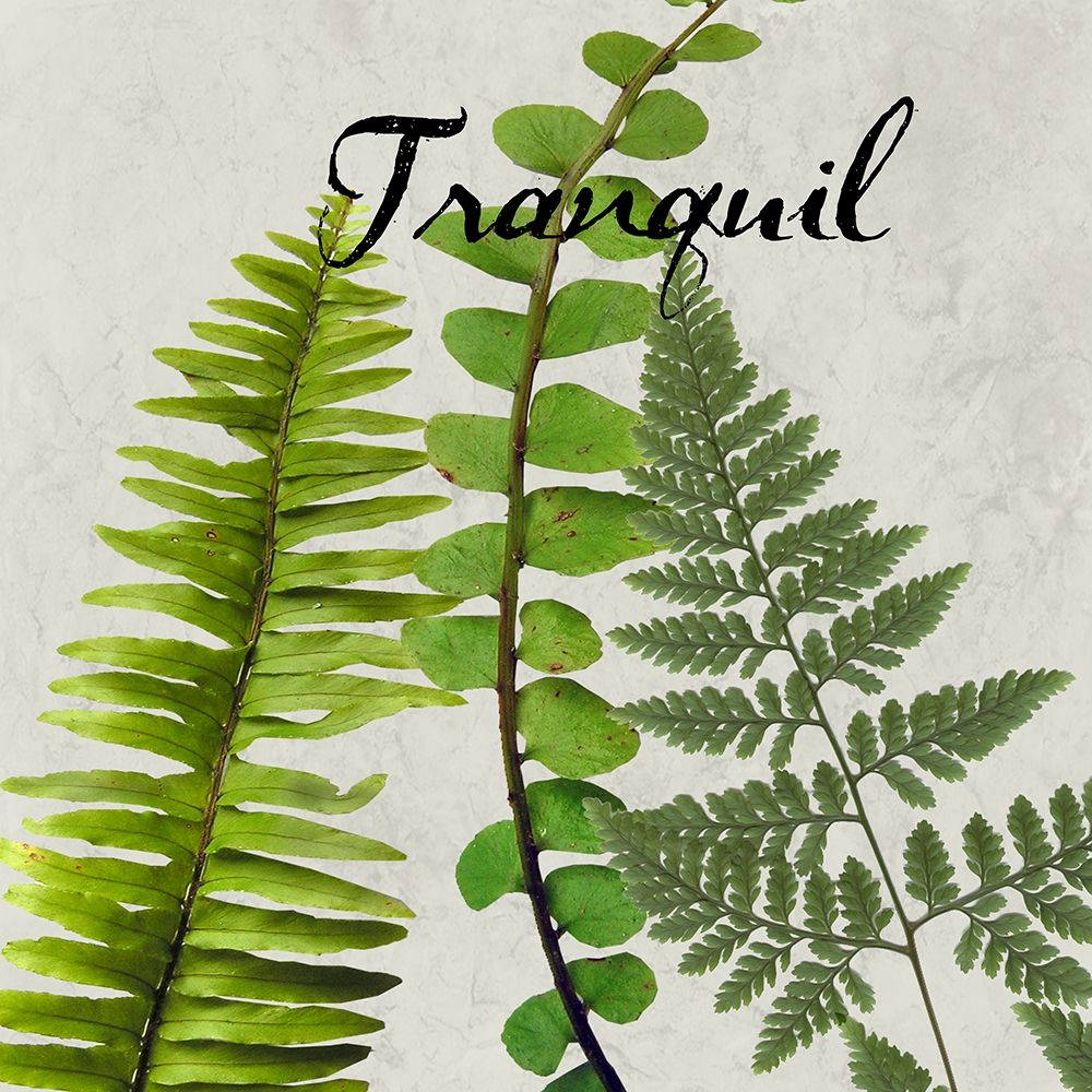 Tranquil