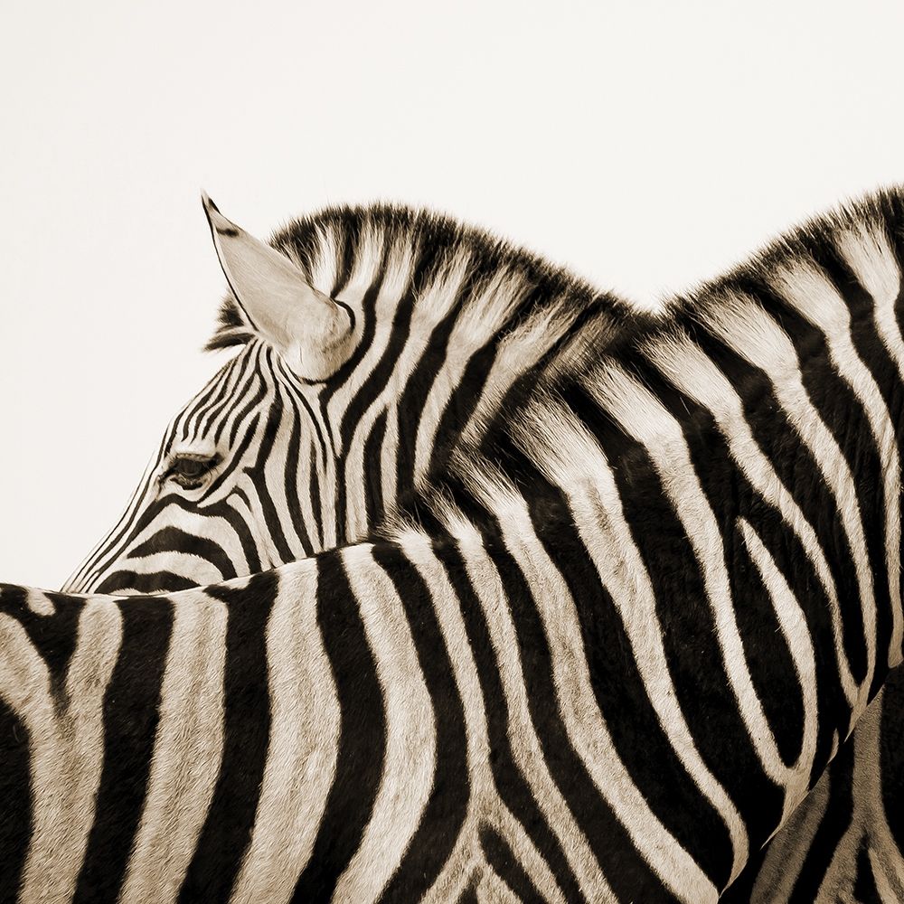 Savana