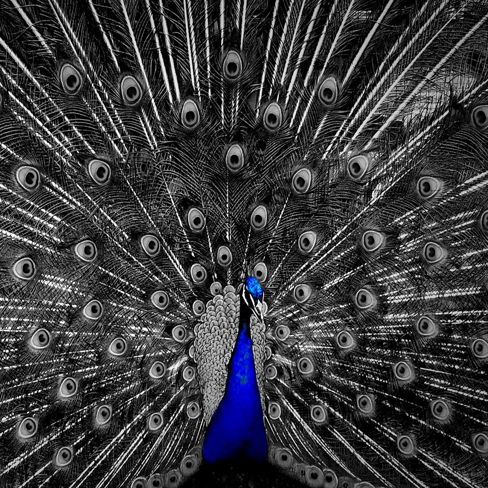 Peacock Black