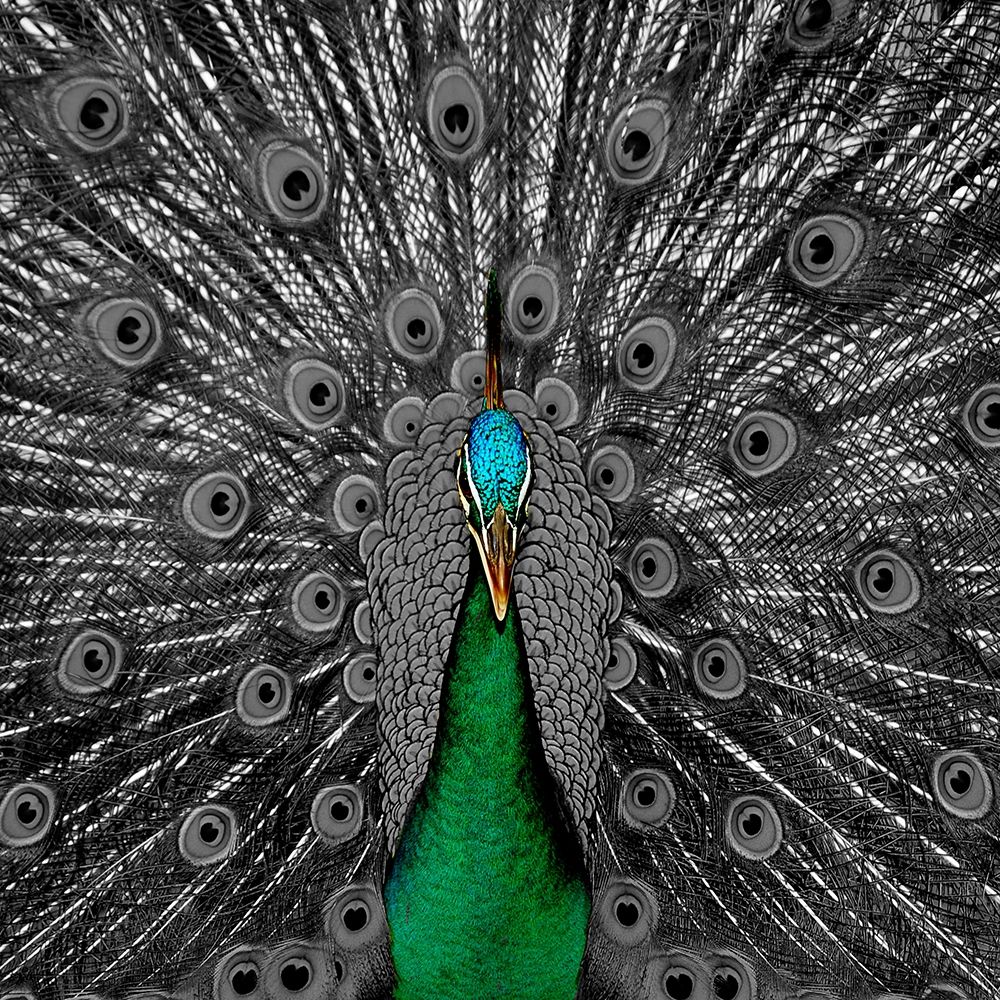 Peacock Black 2