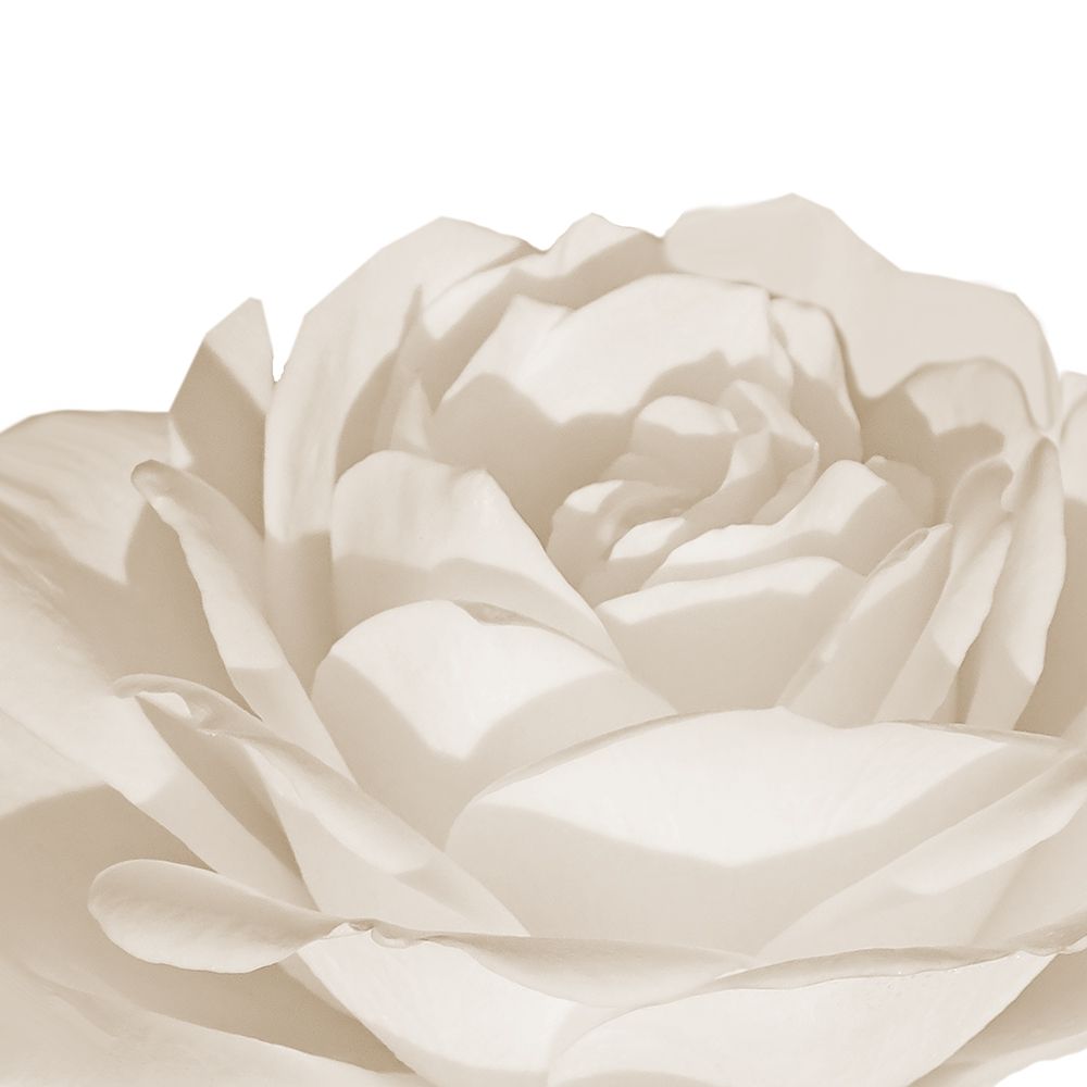 White Rose 1