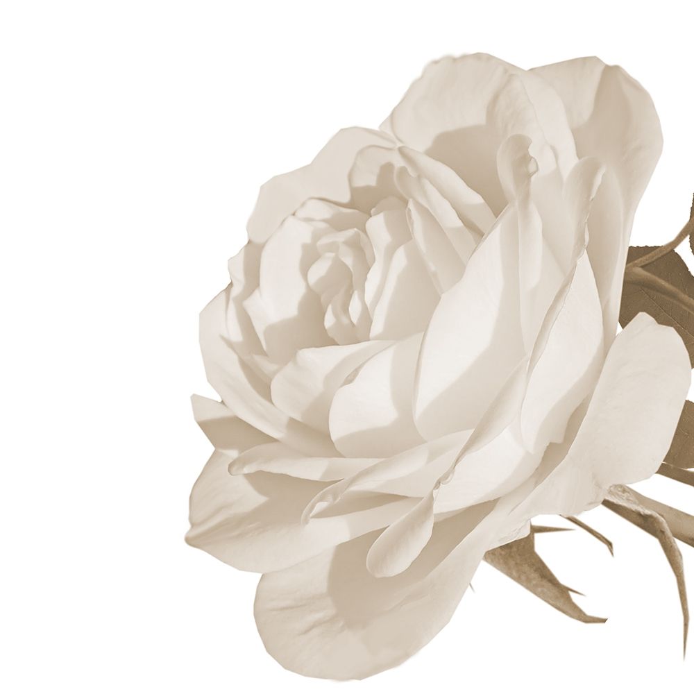 White Rose 2