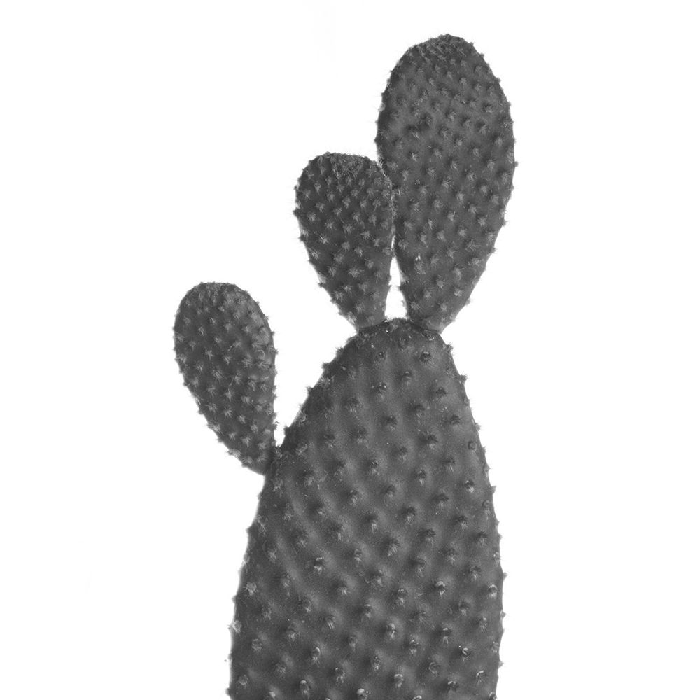 Black Cactus