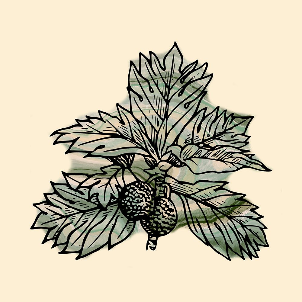Breadfruit 2